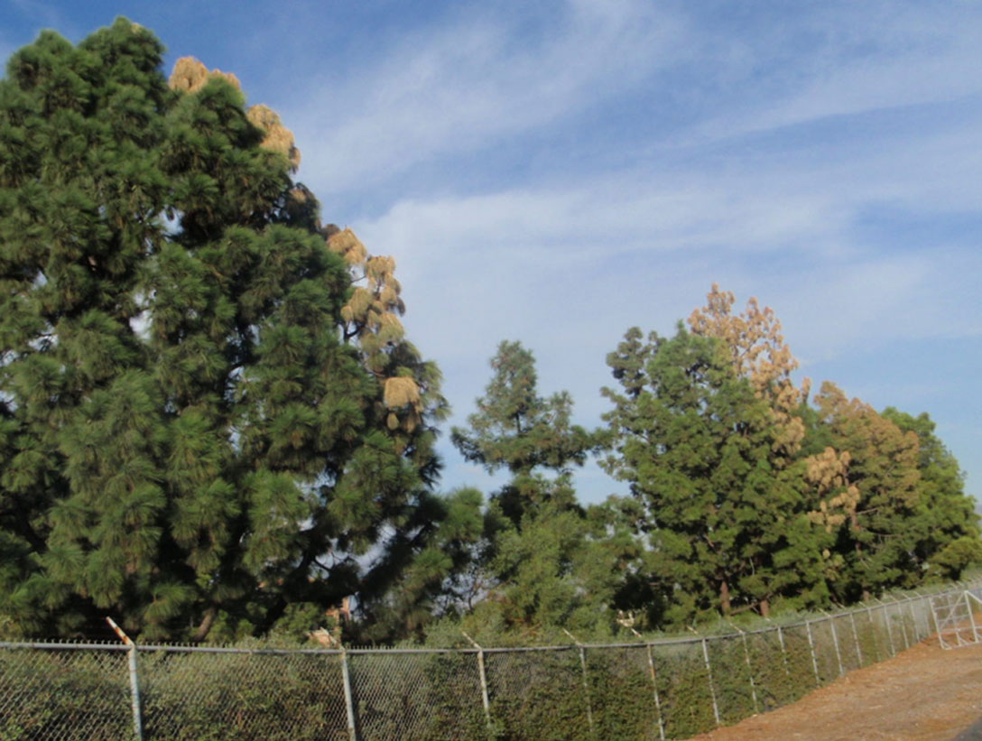 Tree Care Services