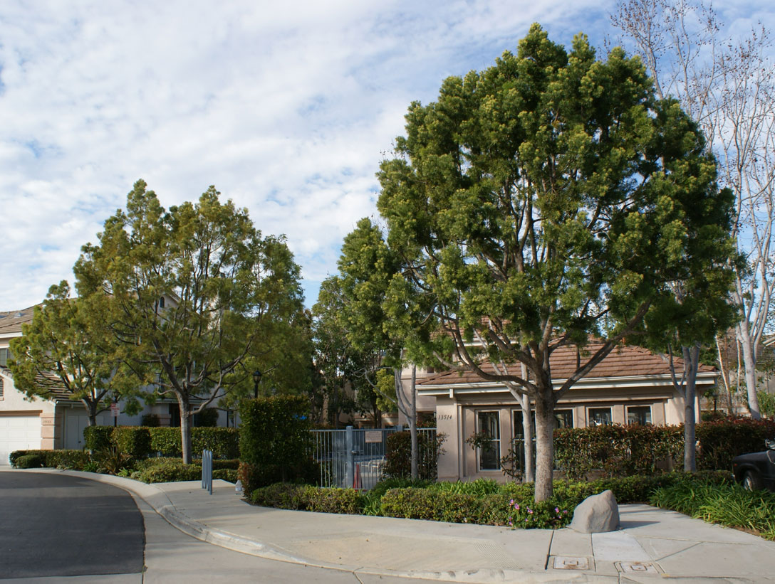 Tree Care Services