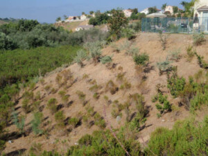 CanyonCrestBrush-Mgmt Brush Management
