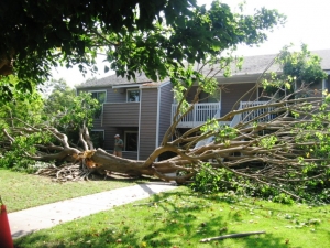 Emergency Tree Removal